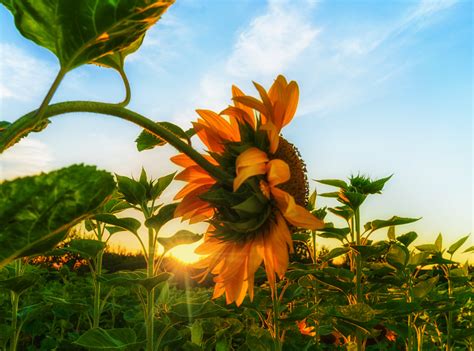 how to keep my sunflowers from falling over
